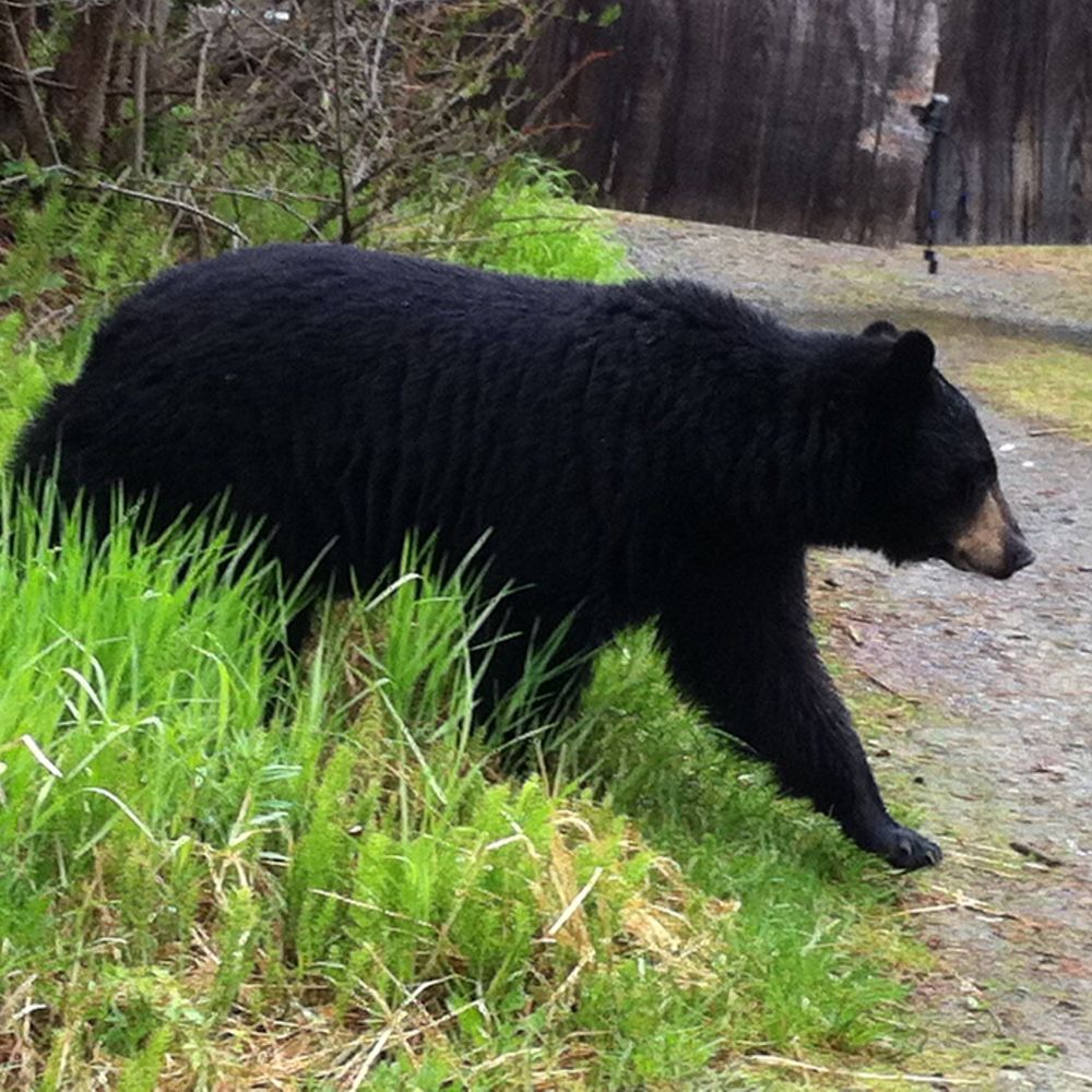 Meet your Posher, Melody